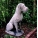 Stone Great Dane Garden Statue - Male.